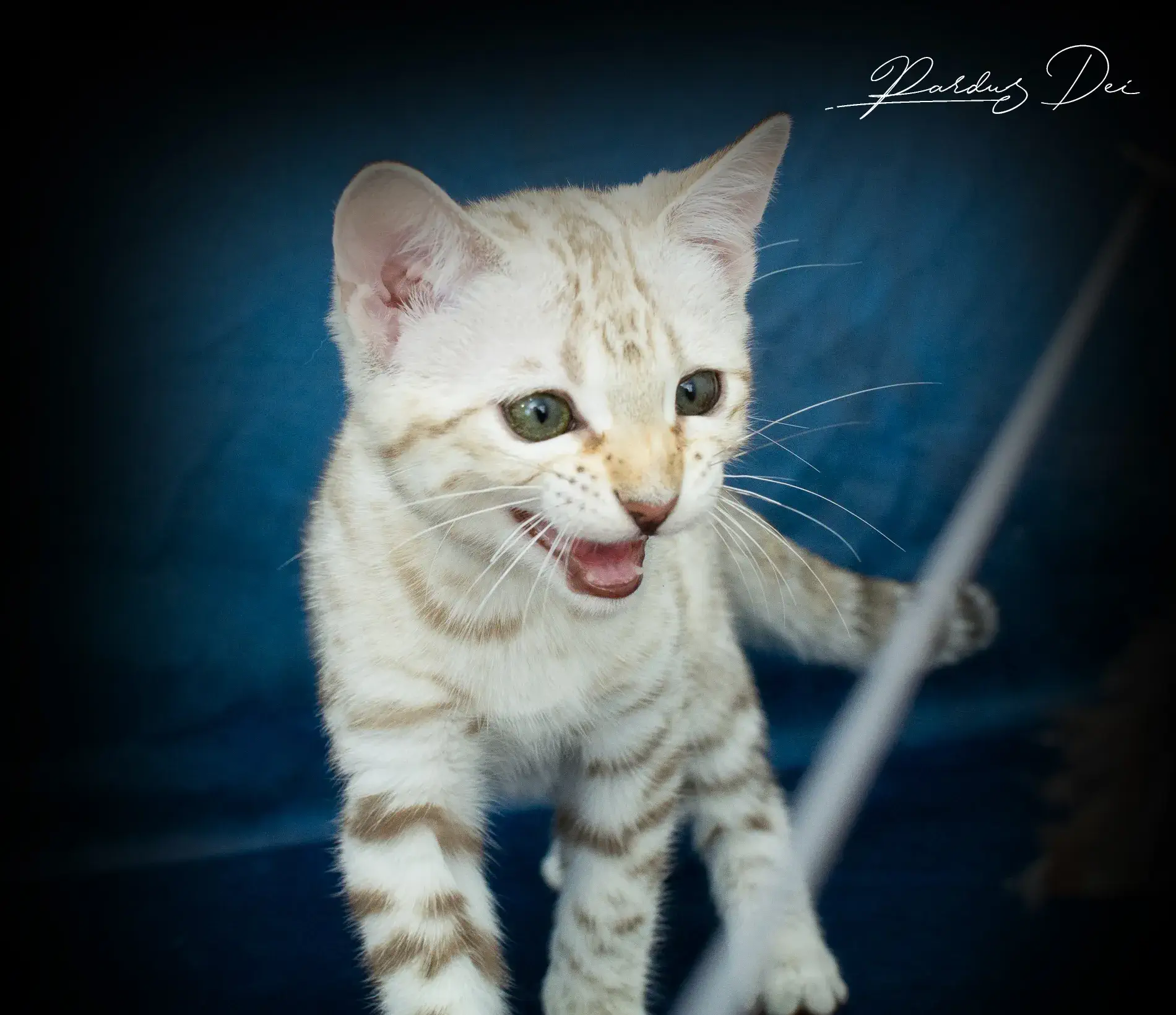 chaton bengal